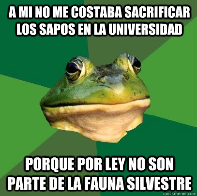 A mi no me costaba sacrificar los sapos en la Universidad Porque por ley no son parte de la Fauna Silvestre  Foul Bachelor Frog