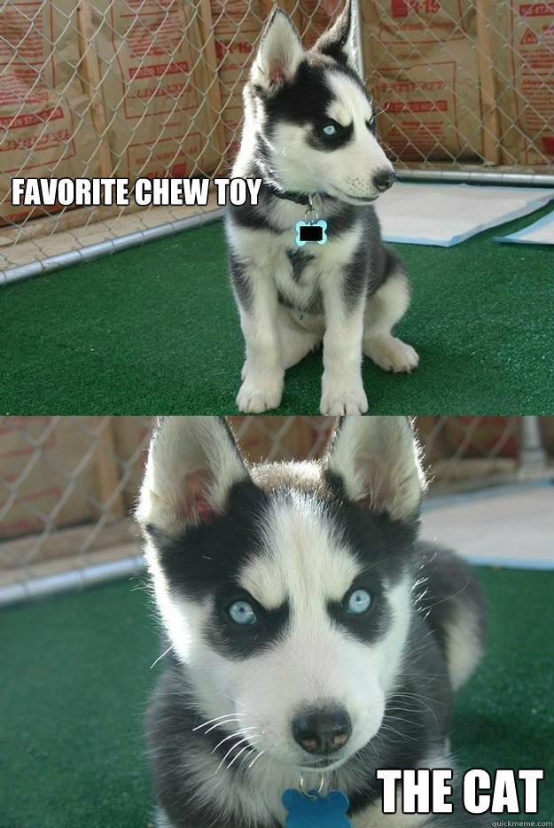 Favorite chew toy the cat  Insanity puppy