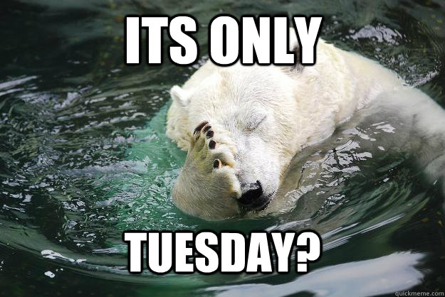 Its only tuesday?  Embarrassed Polar Bear