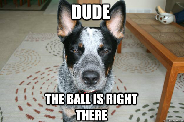 Dude The ball is right there - Dude The ball is right there  Unimpressed Dog