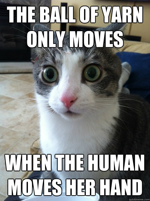 The ball of yarn only moves when the human moves her hand  Sudden Clarity Cat