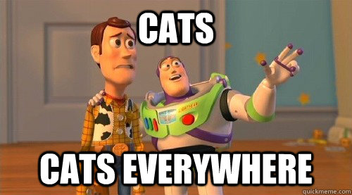 Cats cats everywhere  Buzz Kill