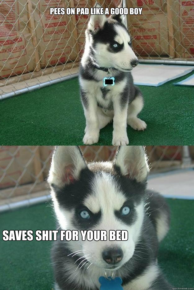 pees on pad like a good boy saves shit for your bed  Insanity puppy