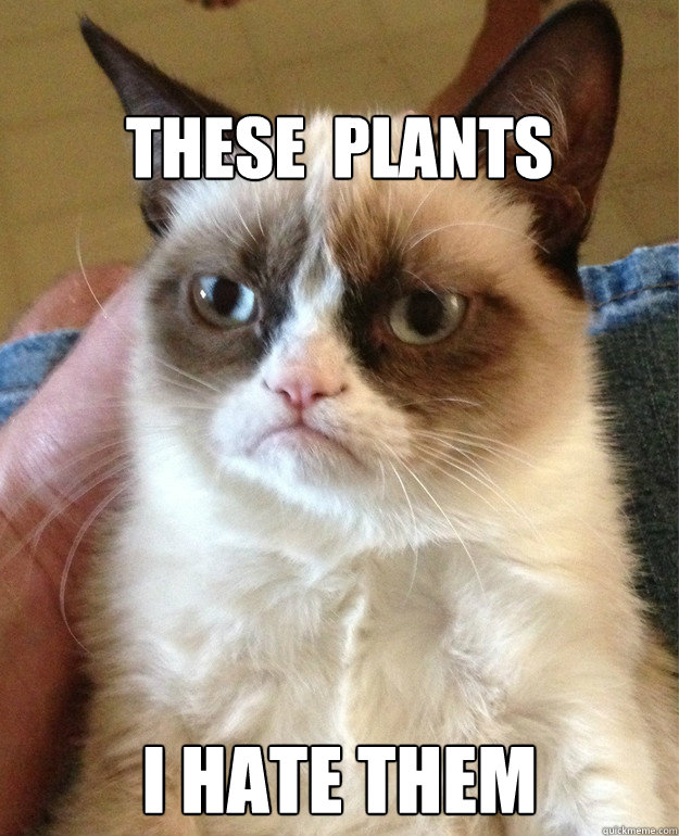 
These  plants  
I hate them 
  Grumpy Cat