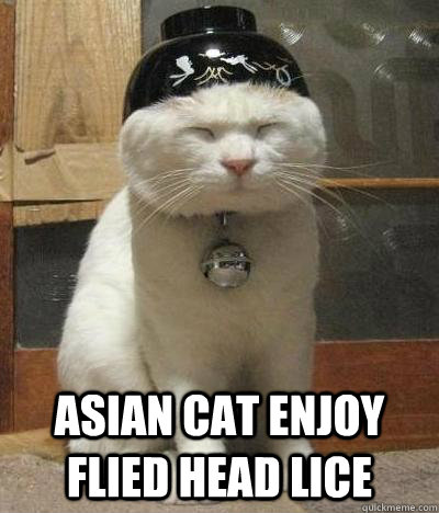  asian cat enjoy flied head lice  