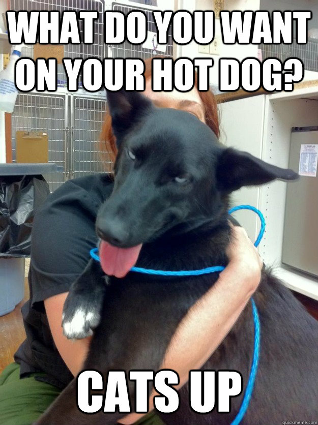 What do you want on your hot dog? Cats up  10 Dog