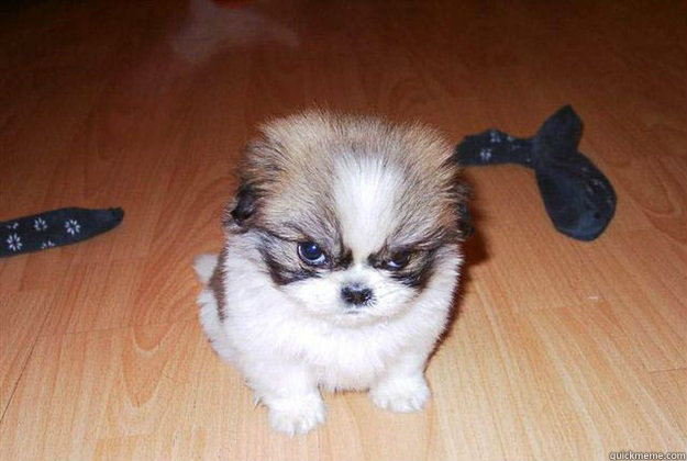    Angry dog