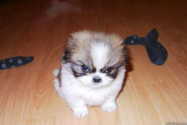   -    Angry dog