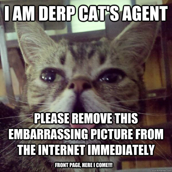I am Derp Cat's agent Please remove this embarrassing picture from the internet immediately front page, here I come!!!  