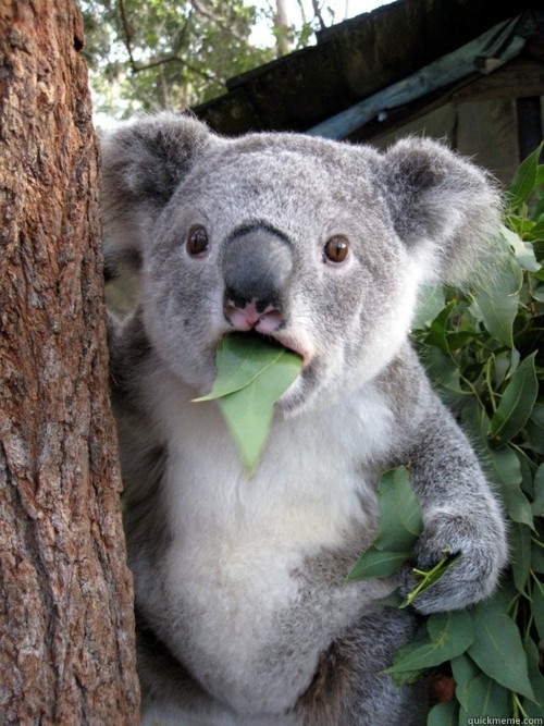    Shocked Koala