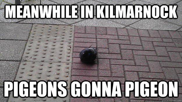 Meanwhile in kilmarnock Pigeons gonna pigeon  
