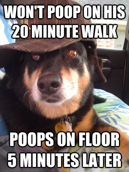 won't poop on his 20 minute walk poops on floor 5 minutes later  Scumbag dog