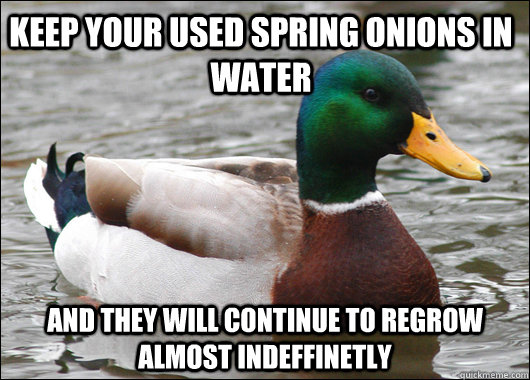 Keep your used spring onions in water and they will continue to regrow almost indeffinetly  Actual Advice Mallard