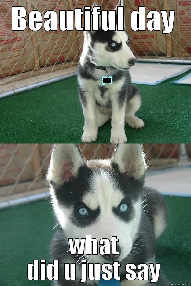 BEAUTIFUL DAY WHAT DID U JUST SAY Insanity puppy