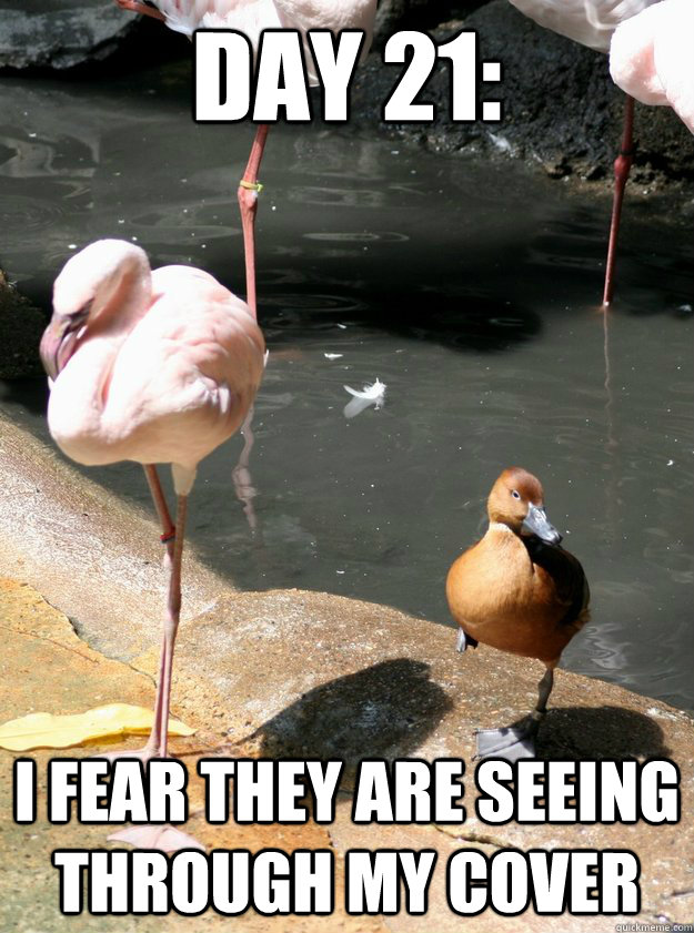 Day 21: I fear they are seeing through my cover - Day 21: I fear they are seeing through my cover  Spy Duck