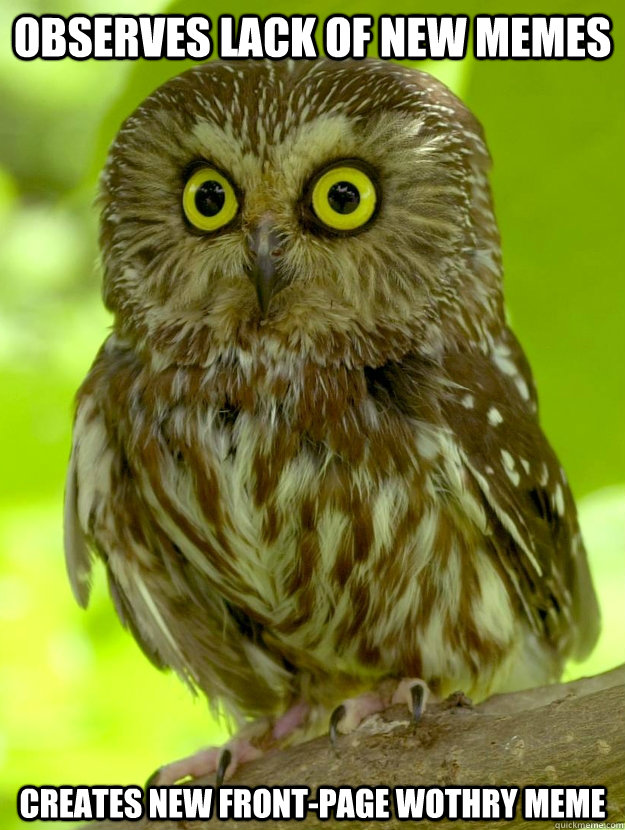 Observes lack of new Memes Creates new front-page wothry meme - Observes lack of new Memes Creates new front-page wothry meme  Observational Owl
