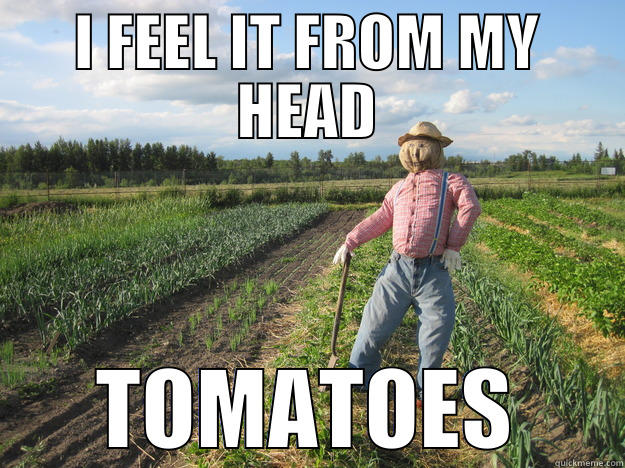 das GOOD - I FEEL IT FROM MY HEAD TOMATOES Scarecrow