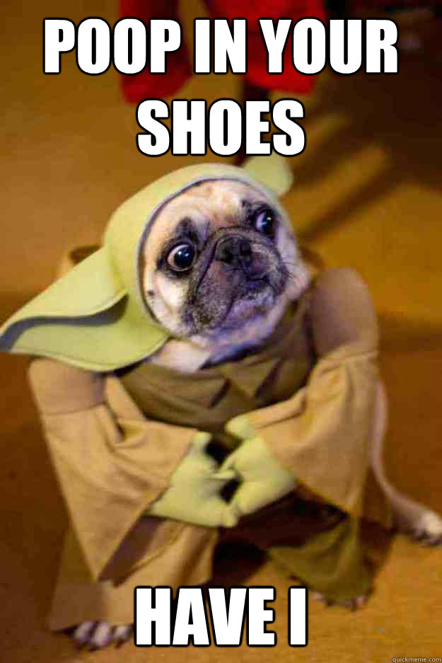 pug pooping angry pug memes pug pooping angry pug memes