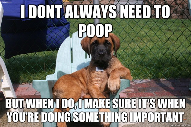 i dont always need to poop but when i do, i make sure it's when you're doing something important - i dont always need to poop but when i do, i make sure it's when you're doing something important  The Most Interesting Dog in the World
