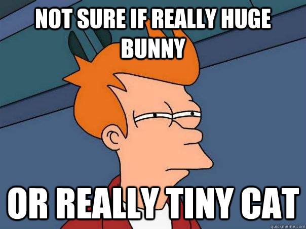 Not sure if really huge bunny or really tiny cat  Futurama Fry