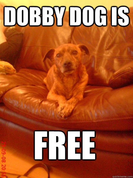 Dobby Dog is Free  Dobby Dog