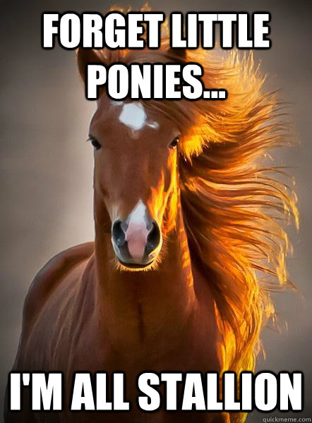 Forget Little Ponies... I'm All Stallion  Ridiculously Photogenic Horse