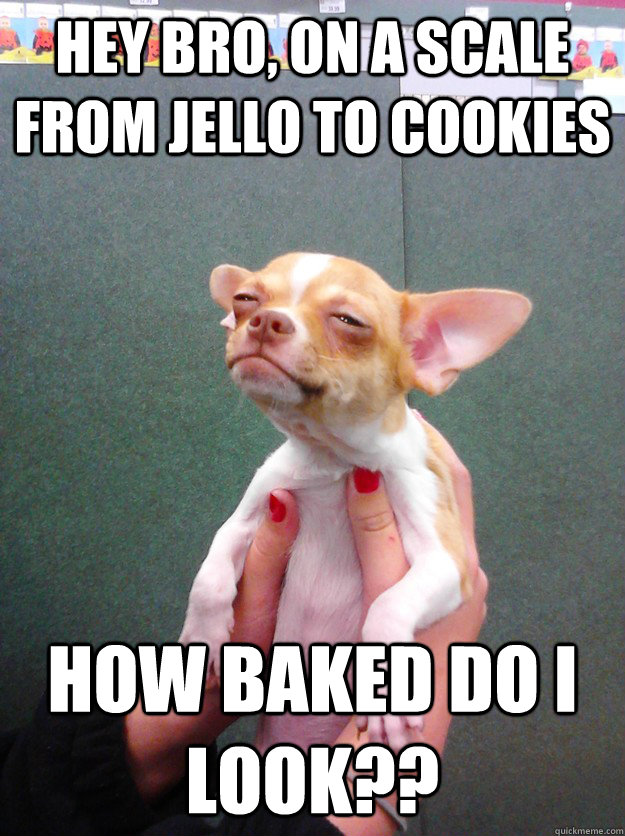 hey bro, on a scale from jello to cookies  how baked do i look?? - hey bro, on a scale from jello to cookies  how baked do i look??  Jello To Cookies