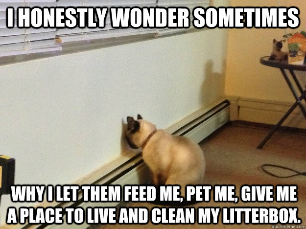 I honestly wonder sometimes Why I let them feed me, pet me, give me a place to live and clean my litterbox.   Regretful Cat