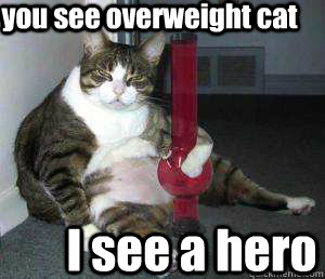 you see overweight cat I see a hero  Cat weed