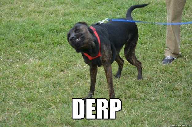  derp  Derp Dog