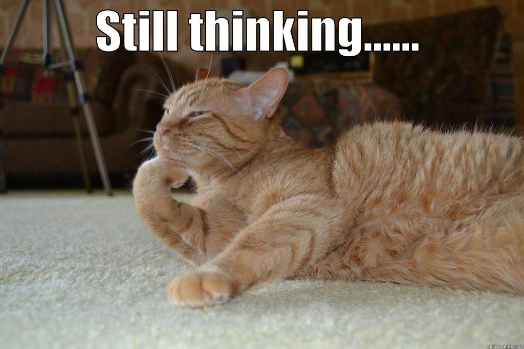 Thinking Cat  - STILL THINKING......  Misc
