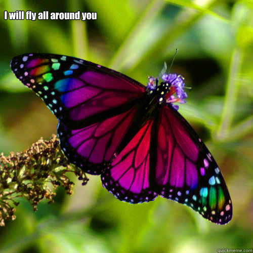 I will fly all around you  gay butterfly