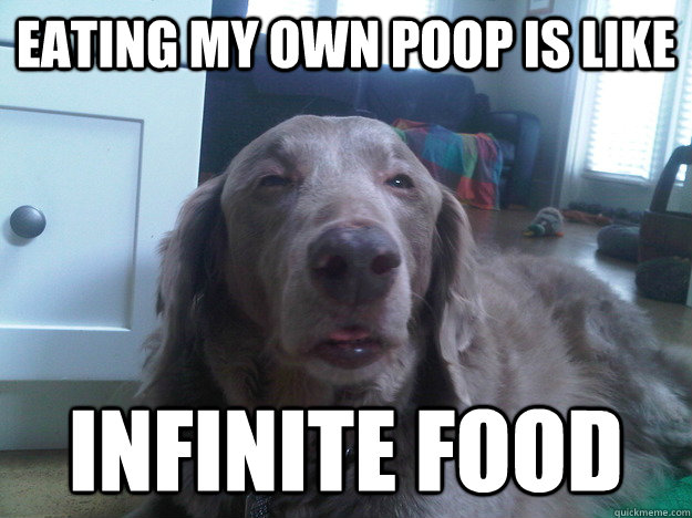 Eating my own poop is like Infinite food  10 Dog