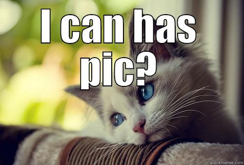 I CAN HAS PIC?  First World Problems Cat