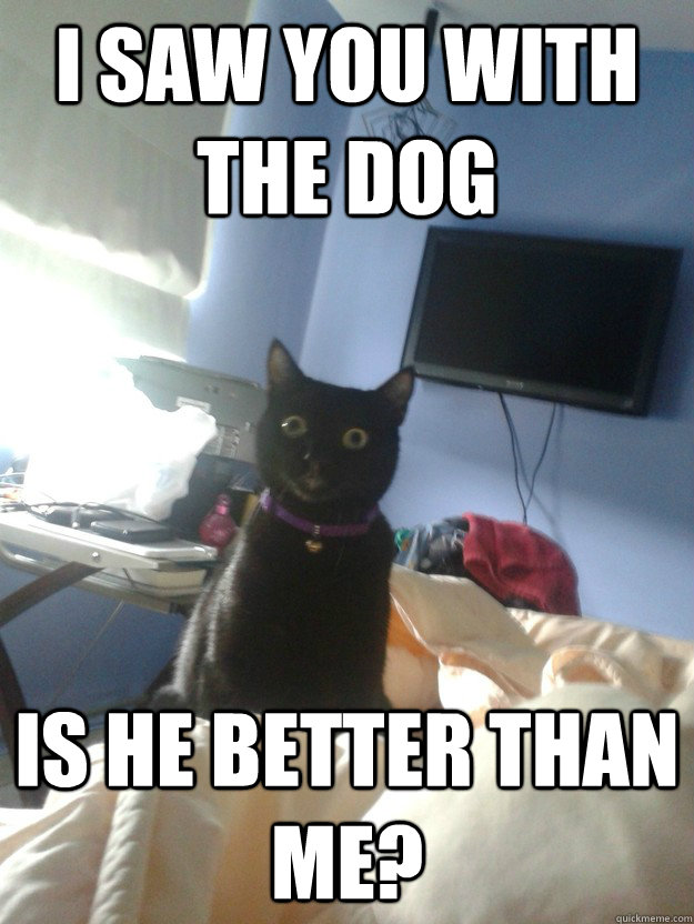 i saw you with the dog is he better than me? - i saw you with the dog is he better than me?  overly attached cat