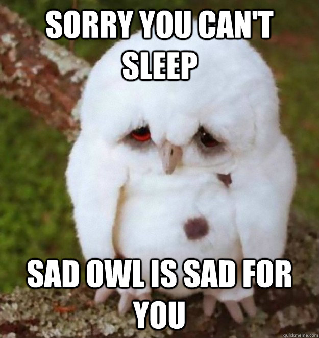 Sorry you can't sleep Sad Owl Is Sad For You  No Sleep Heres Sad Owl