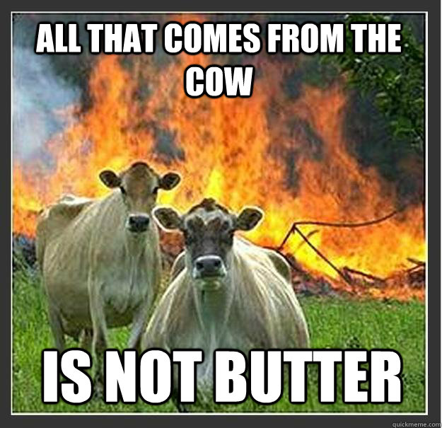 All that comes from the cow is not butter  Evil cows
