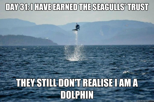 Day 31: I have earned the seagulls' trust They still don't realise I am a dolphin - Day 31: I have earned the seagulls' trust They still don't realise I am a dolphin  Misc