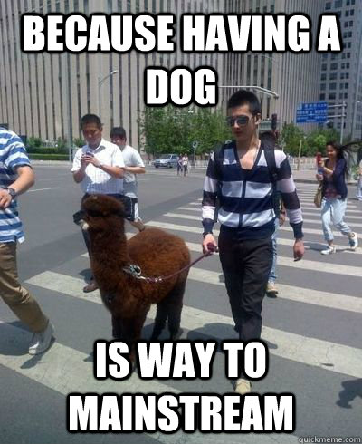 bECAUSE HAVING A DOG IS WAY TO MAINSTREAM  Hipster llama owner