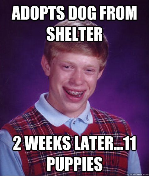 Adopts Dog From Shelter 2 weeks later...11 puppies  Bad Luck Brian
