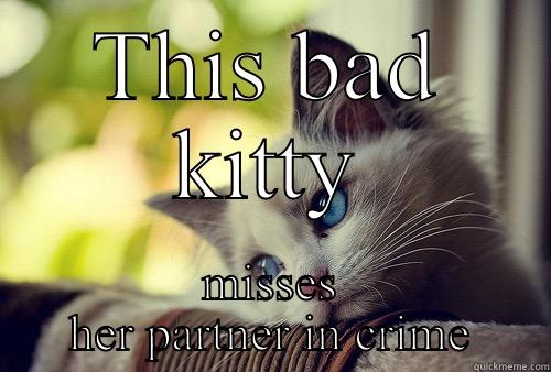 THIS BAD KITTY MISSES HER PARTNER IN CRIME First World Problems Cat