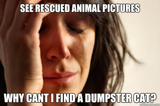 see rescued animal pictures Why cant I find a dumpster cat?  First World Problems