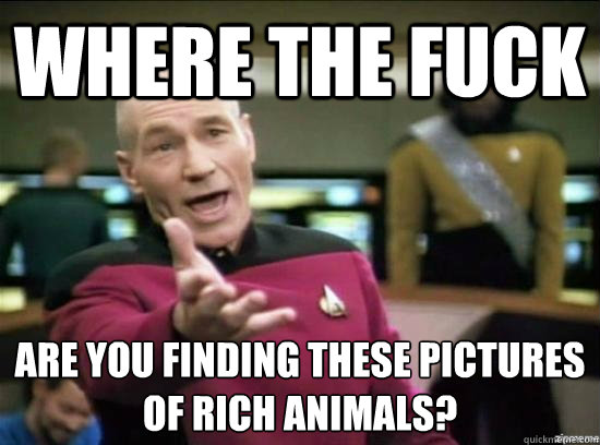 Where the fuck Are you finding these pictures of rich animals?  Annoyed Picard HD