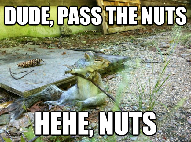 Dude, pass the nuts hehe, nuts - Dude, pass the nuts hehe, nuts  10 Squirrel