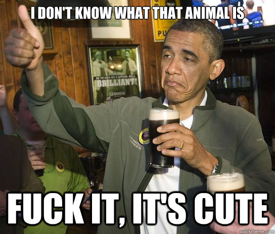 I don't know what that animal is fuck it, it's cute  Upvoting Obama