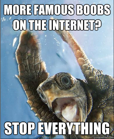More famous boobs on the internet? STOP EVERYTHING - More famous boobs on the internet? STOP EVERYTHING  Srop everything turtle