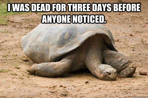 I was dead for three days before anyone noticed.   Depression Turtle