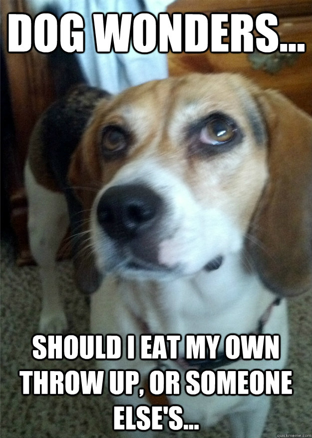 Dog Wonders... should I eat my own throw up, or someone else's...  Beagle Brain