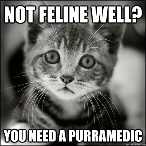 Not feline well? You need a Purramedic  sad your sick kitten