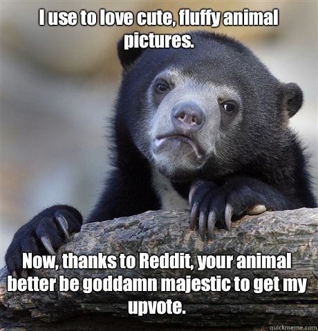 I use to love cute, fluffy animal pictures. Now, thanks to Reddit, your animal better be goddamn majestic to get my upvote.  Confession Bear